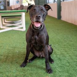 Shelter Stray Male Dog last seen , 361 S Raymond Ave, Pasadena, CA 91105, USA