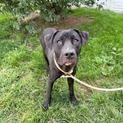 Shelter Stray Female Dog last seen , 124 Evergreen Ave, Newark, NJ 07114, USA