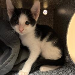 Shelter Stray Male Cat last seen , 361 S Raymond Ave, Pasadena, CA 91105, USA