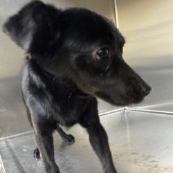 Shelter Stray Male Dog last seen , 5570 Sturmer Park Cir, Winston-Salem, NC 27105, USA