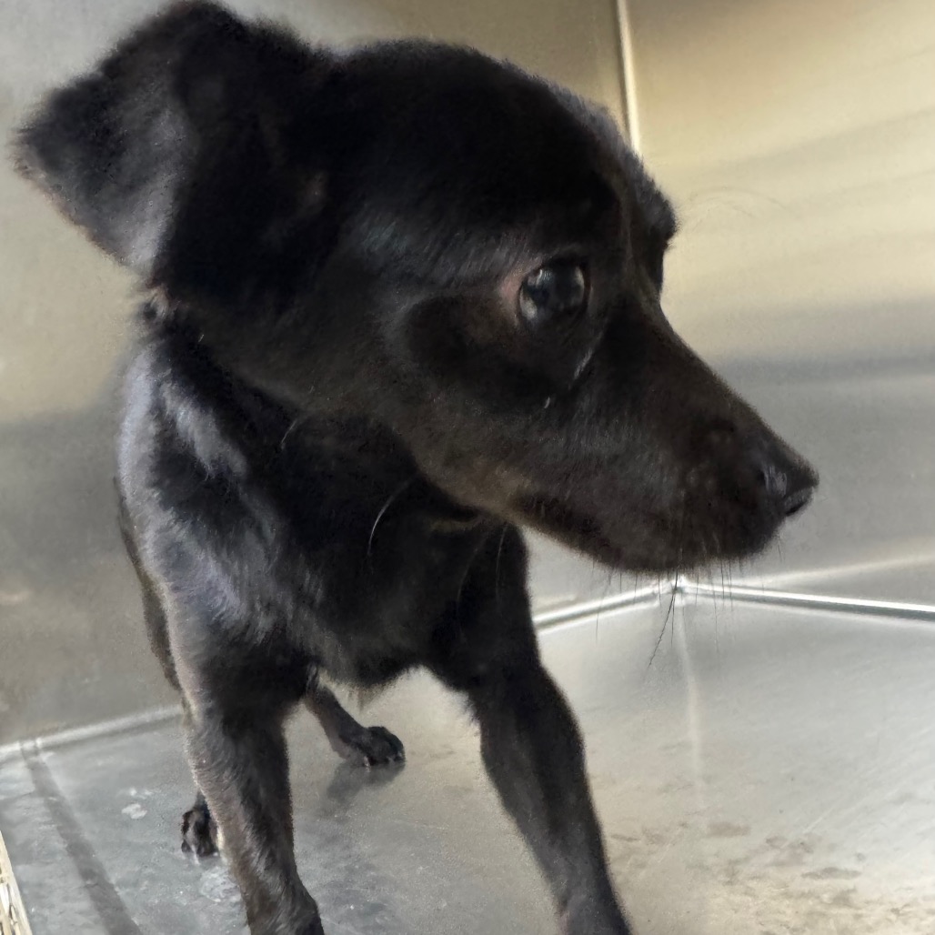 Shelter Stray Male Dog last seen , 5570 Sturmer Park Cir, Winston-Salem, NC 27105, USA