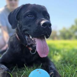 Shelter Stray Male Dog last seen , 2350 Appling City Cove, Memphis, TN 38133, USA