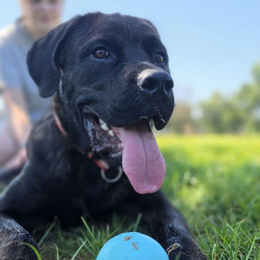 Shelter Stray Male Dog last seen , 2350 Appling City Cove, Memphis, TN 38133, USA