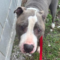 Shelter Stray Male Dog last seen , 1013 Garfield St, Oak Park, IL 60304, USA