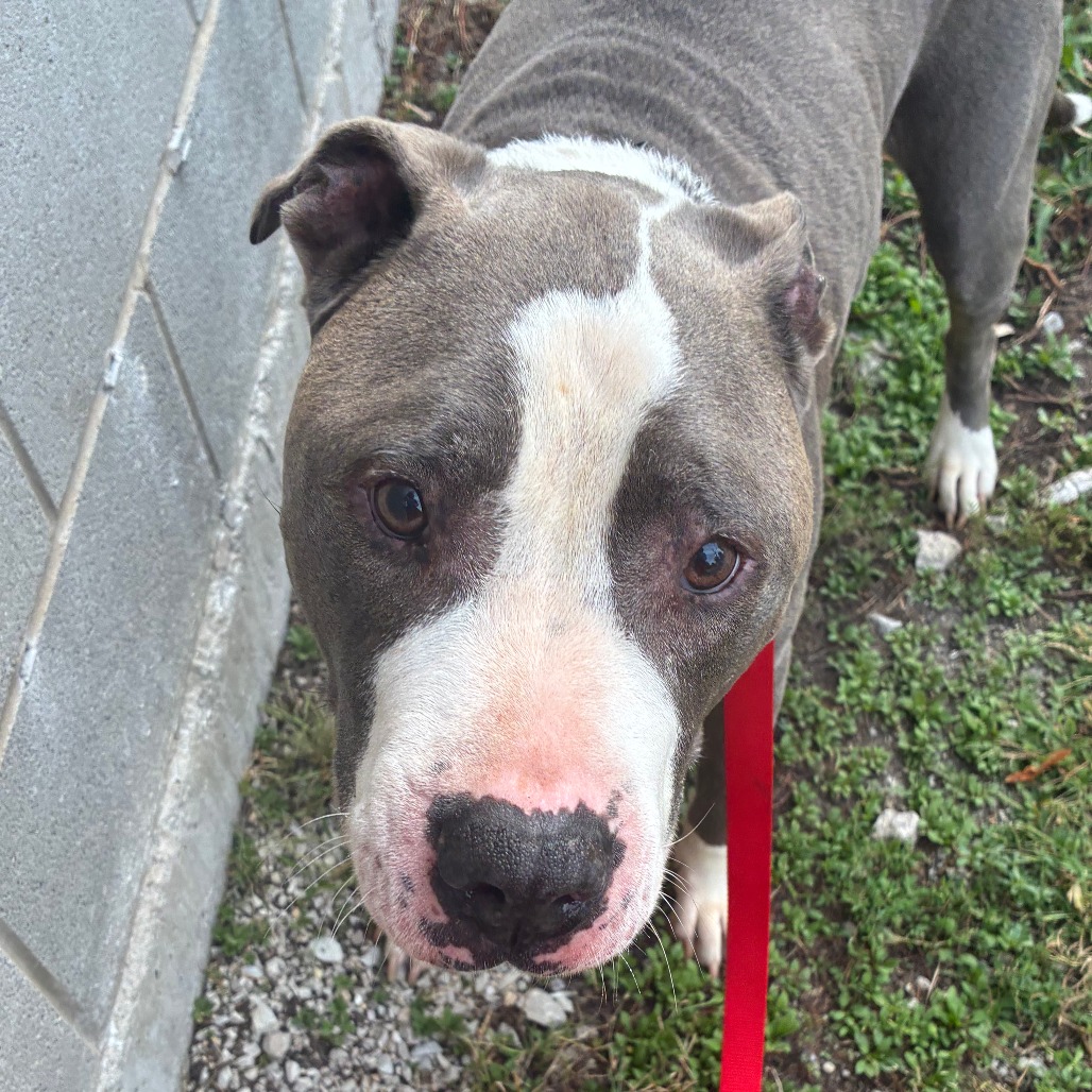 Shelter Stray Male Dog last seen , 1013 Garfield St, Oak Park, IL 60304, USA