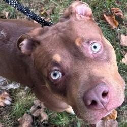 Shelter Stray Female Dog last seen , 54687 Co Rd 19, Bristol, IN 46507, USA