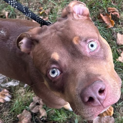Shelter Stray Female Dog last seen , 54687 Co Rd 19, Bristol, IN 46507, USA