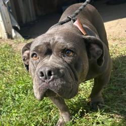Shelter Stray Female Dog last seen , 54687 Co Rd 19, Bristol, IN 46507, USA