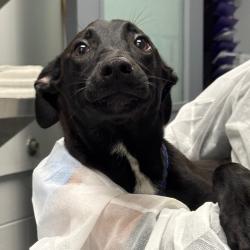 Shelter Stray Female Dog last seen , 328 Furman Hall Rd, Greenville, SC 29609, USA