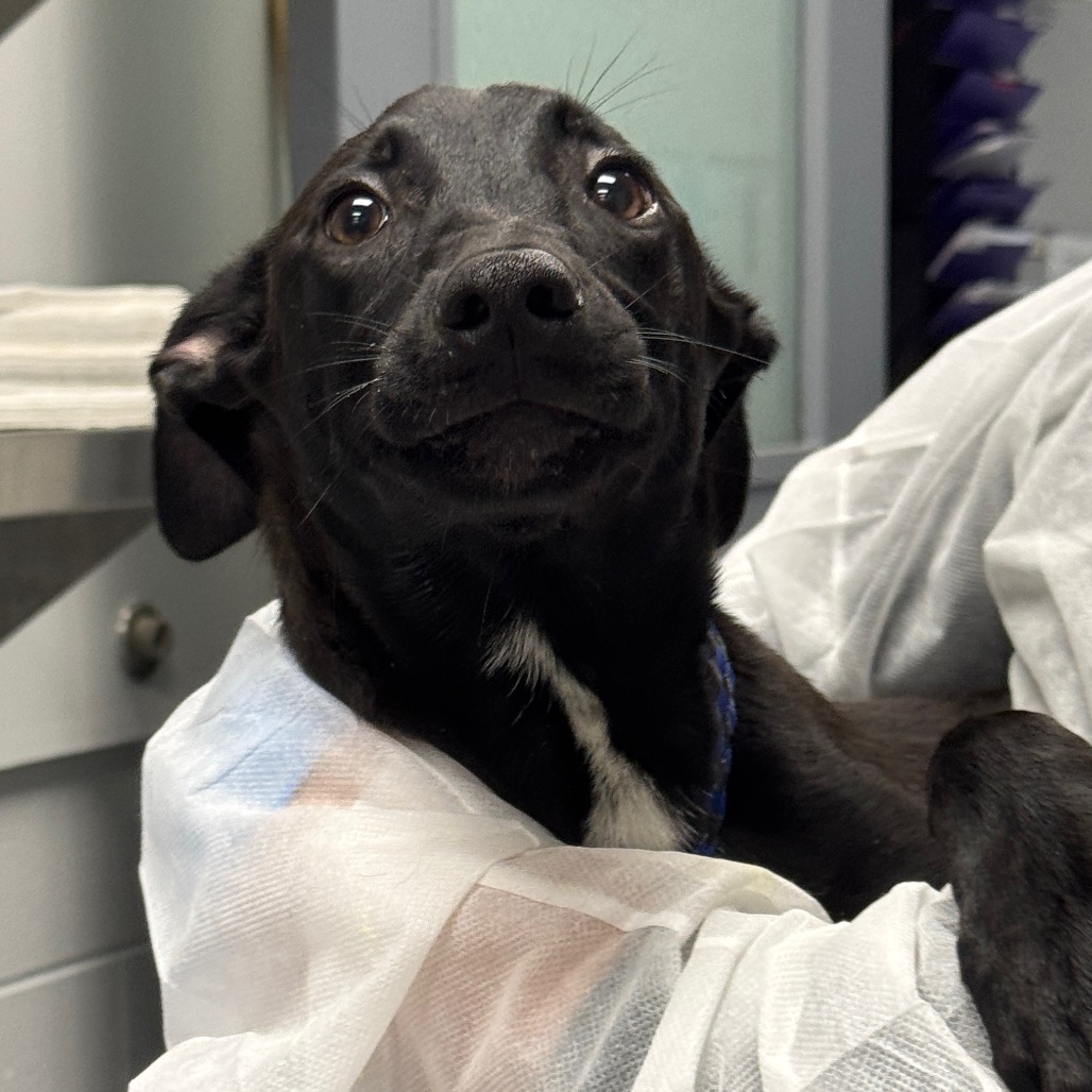Shelter Stray Female Dog last seen , 328 Furman Hall Rd, Greenville, SC 29609, USA