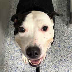 Shelter Stray Female Dog last seen , 328 Furman Hall Rd, Greenville, SC 29609, USA
