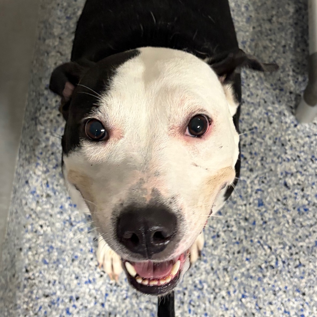 Shelter Stray Female Dog last seen , 328 Furman Hall Rd, Greenville, SC 29609, USA