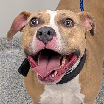 Shelter Stray Female Dog last seen , 328 Furman Hall Rd, Greenville, SC 29609, USA