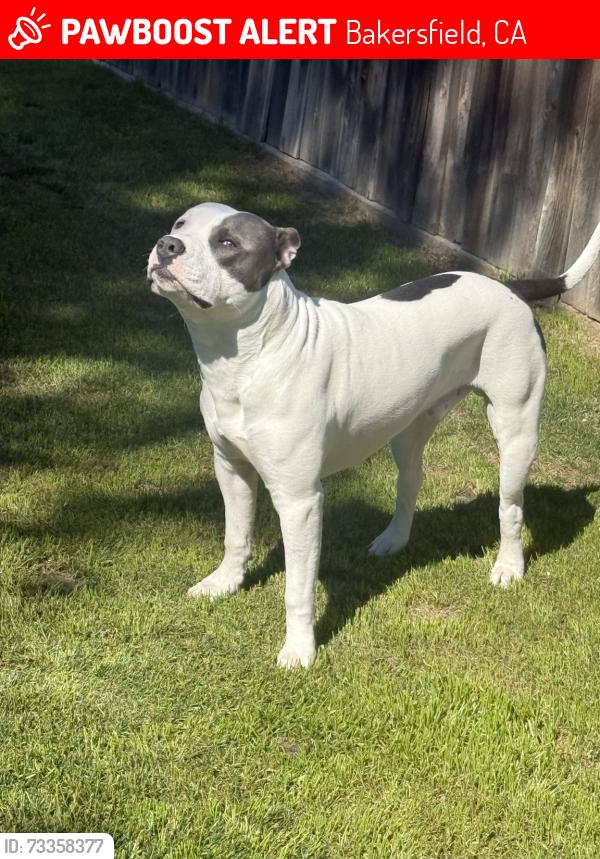 Lost Male Dog last seen hageman and clay patrick way, Bakersfield, CA 93312