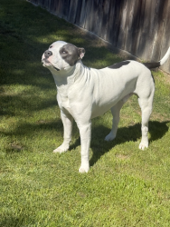 Lost Male Dog last seen hageman and clay patrick way, Bakersfield, CA 93312