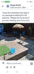 Reunited Male Dog last seen Mendecino and Salem Street, Concord, CA 94519