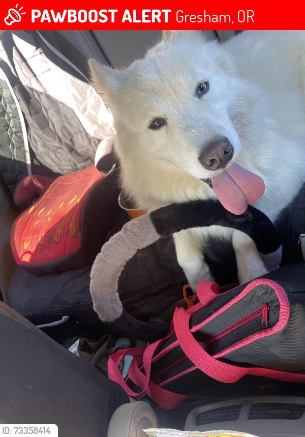 Lost Male Dog last seen Burnside/division, Gresham, OR 97030