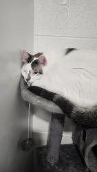 Lost Male Cat last seen Lakemont, Mooresburg, TN 37811