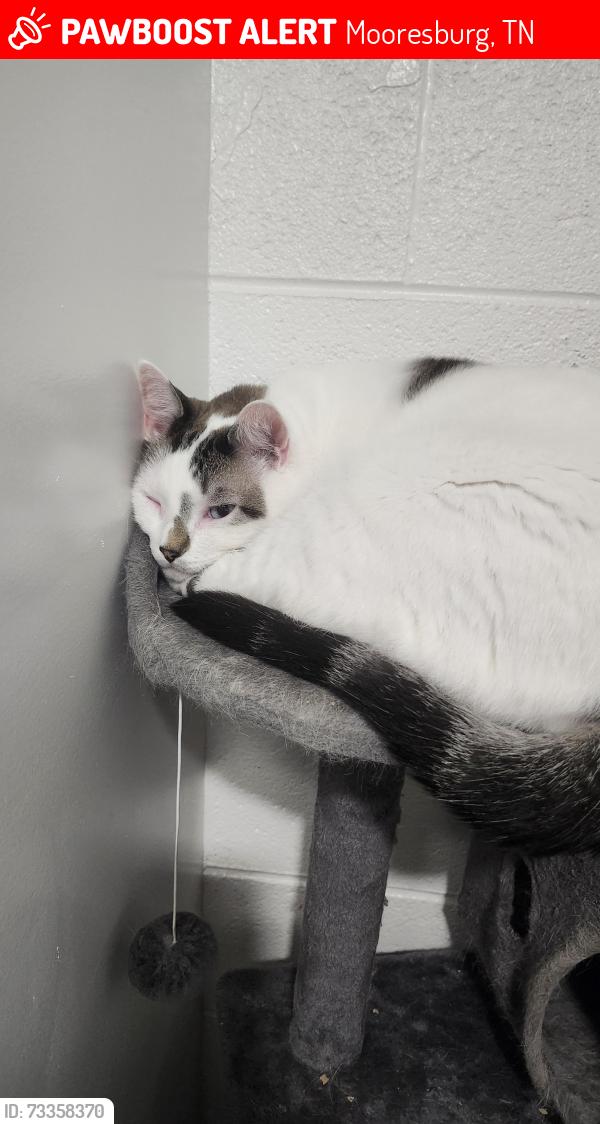 Lost Male Cat last seen Lakemont, Mooresburg, TN 37811