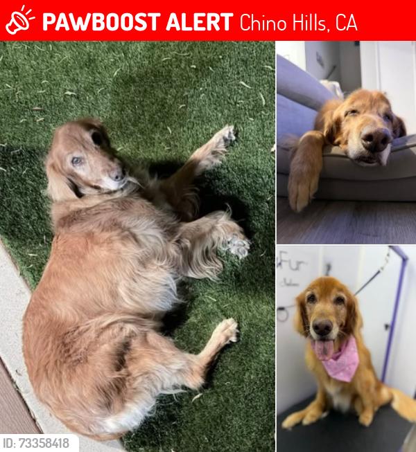 Lost Female Dog last seen Windmill Creek & Avenida Hacienda CHINO HILLS CA, Chino Hills, CA 91709
