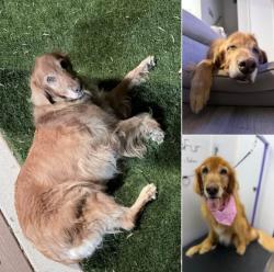 Lost Female Dog last seen Windmill Creek & Avenida Hacienda CHINO HILLS CA, Chino Hills, CA 91709