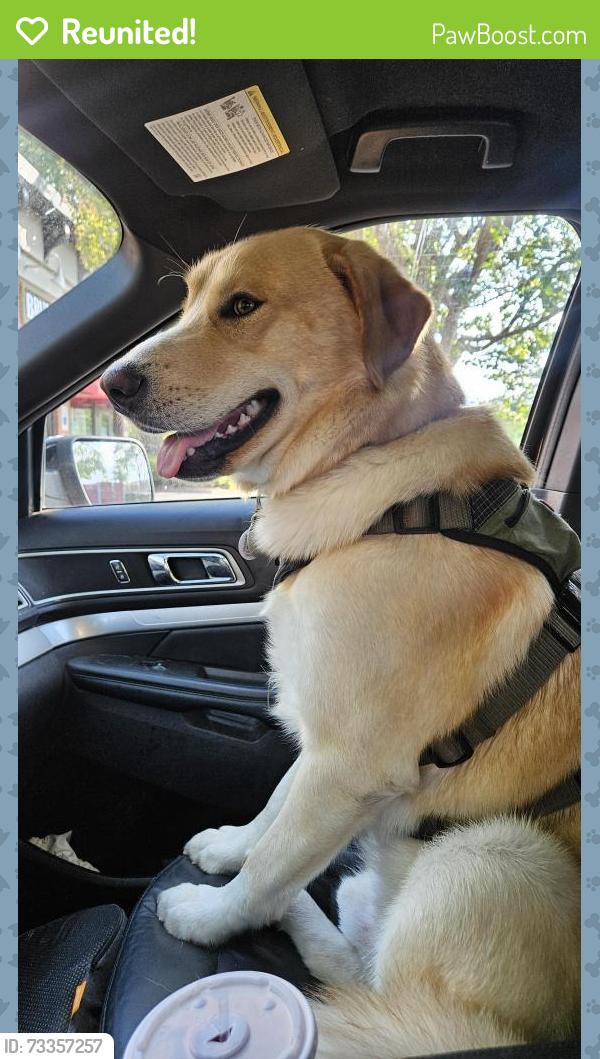 Reunited Male Dog last seen Woodford Bridge and Ambleside Dr, Charlotte, NC 28216