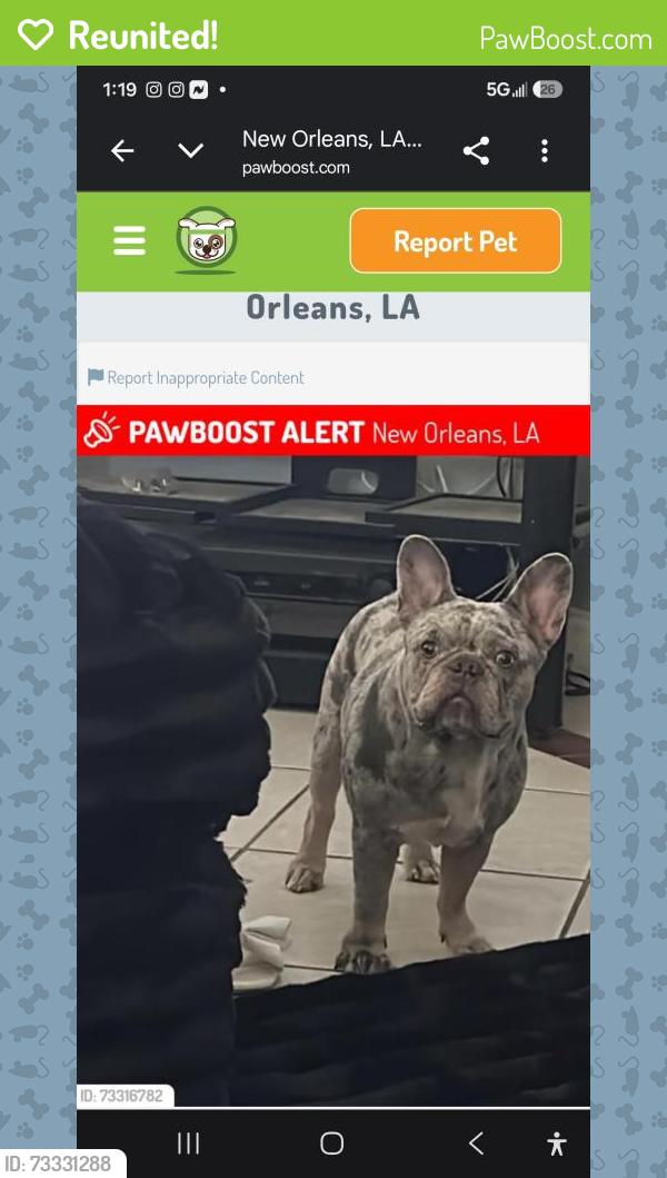 Reunited Male Dog last seen Wales, , Wales 