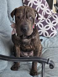 Reunited Female Dog last seen Lindsay/Ray, Gilbert, AZ 85296