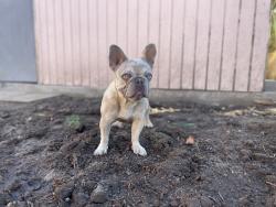 Lost Female Dog last seen Houston head toward Gilbert, Anaheim, CA 92801