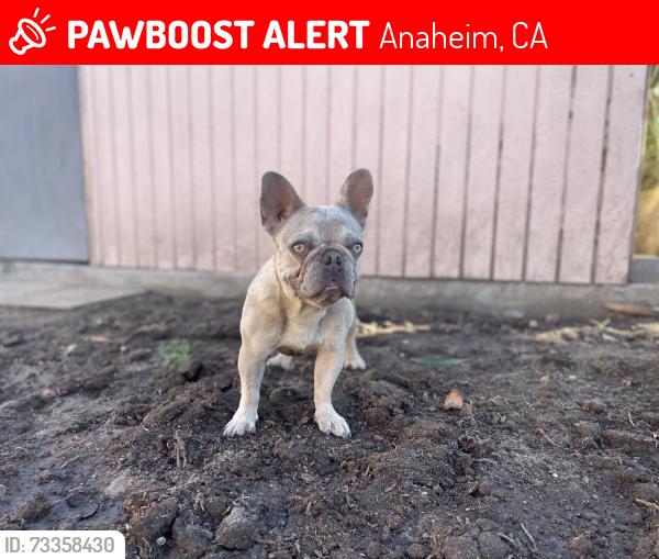 Lost Female Dog last seen Houston head toward Gilbert, Anaheim, CA 92801