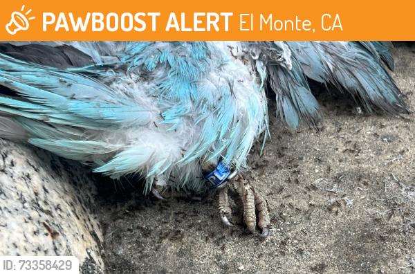 Found/Stray Unknown Bird last seen Walking trail on park, El Monte, CA 91731