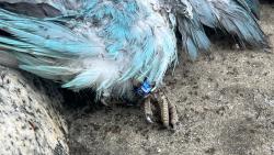 Found/Stray Unknown Bird last seen Walking trail on park, El Monte, CA 91731
