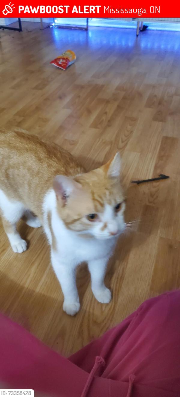 Lost Male Cat last seen Bristol RD, Mississauga, ON 