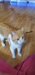 Lost Male Cat last seen Bristol RD, Mississauga, ON 