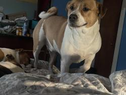 Lost Male Dog last seen Linwood nc, Linwood, NC 27299