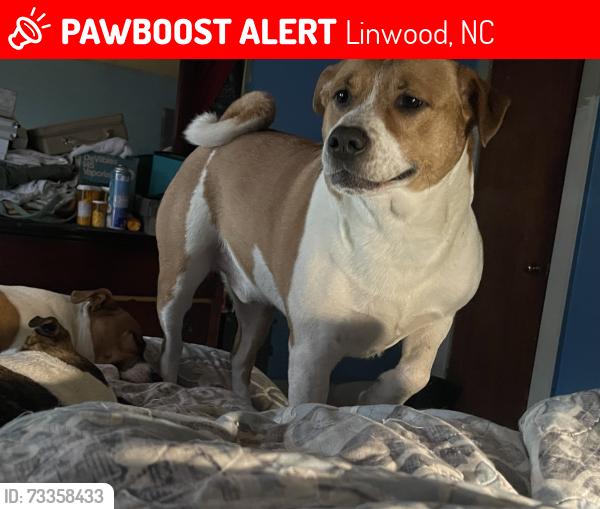 Lost Male Dog last seen Linwood nc, Linwood, NC 27299