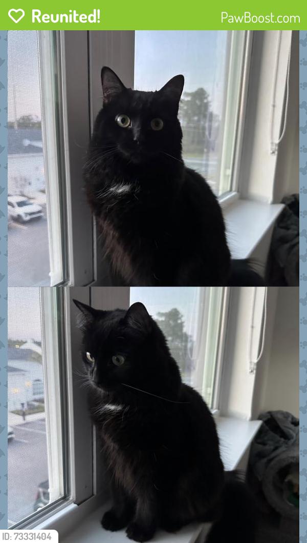 Reunited Female Cat last seen Stratford Mills apmt, St. Augustine, FL 32084