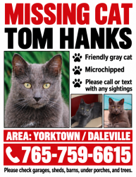 Lost Male Cat last seen County Road 700 W. Yorktown, Yorktown, IN 47396