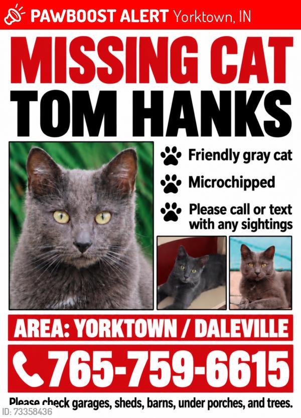 Lost Male Cat last seen County Road 700 W. Yorktown, Yorktown, IN 47396