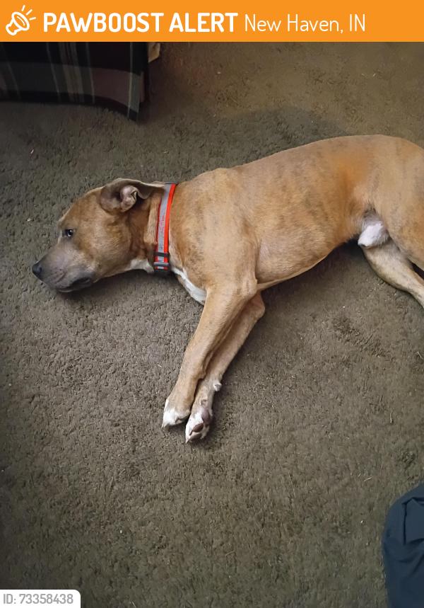 Found/Stray Male Dog last seen Loves truck stop, New Haven, IN 46774