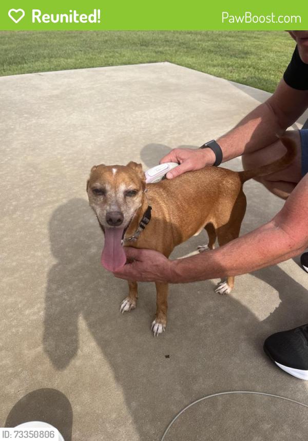 Reunited Male Dog last seen Crestway Place, Greenville, NC 27858