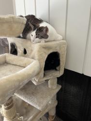 Reunited Male Cat last seen Skyline cafe, Reno, NV 89509