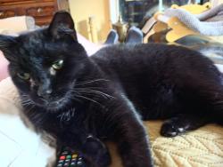 Lost Male Cat last seen Golf hse rd, Whitsett, NC 27377