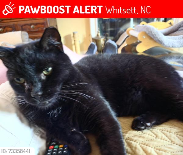 Lost Male Cat last seen Golf hse rd, Whitsett, NC 27377