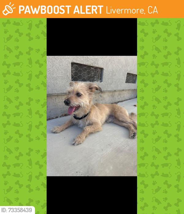 Found/Stray Male Dog last seen Napa Auto Parts, Livermore, CA 94551
