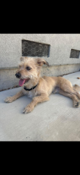 Found/Stray Male Dog last seen Napa Auto Parts, Livermore, CA 94551