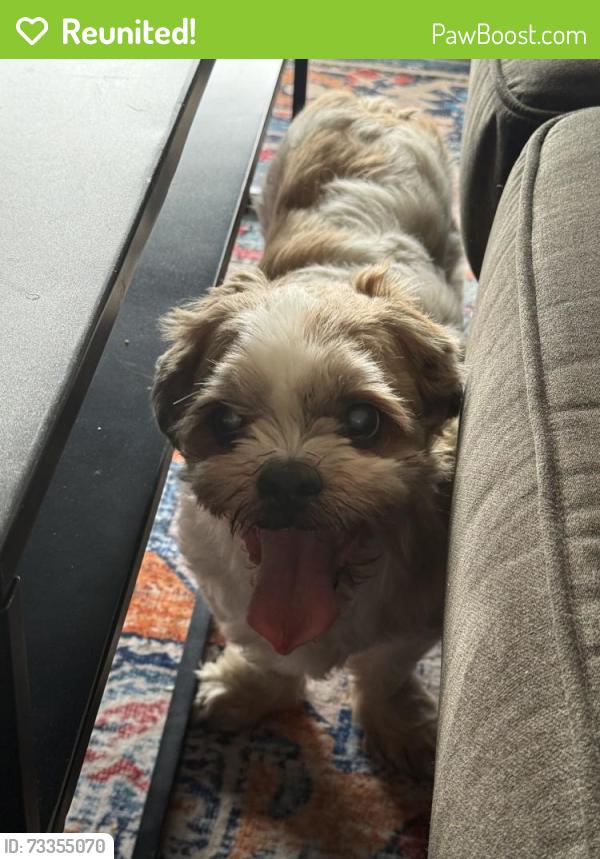 Reunited Male Dog last seen W University Dr & S Priest Dr, Tempe, AZ 85281