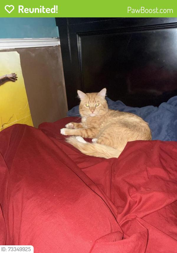 Reunited Male Cat last seen Tyrone street, Los Angeles, CA 91402