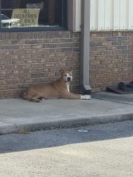 Found/Stray Female Dog last seen Walgreens & Ingles, Anderson, SC 29626