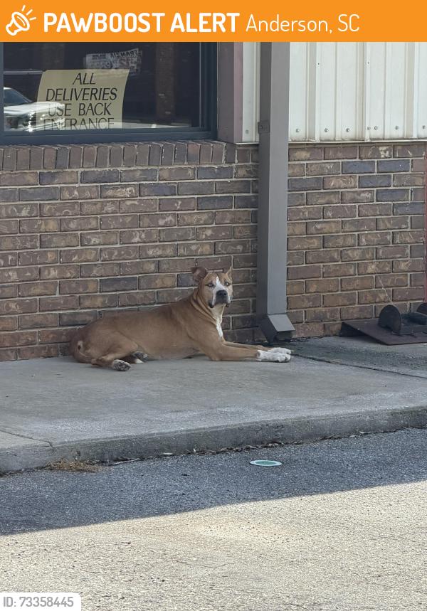 Found/Stray Female Dog last seen Walgreens & Ingles, Anderson, SC 29626